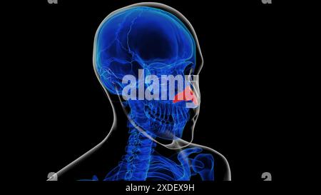 Anatomie du cartilage nasal squelettique humain pour l'illustration 3D du concept médical Banque D'Images