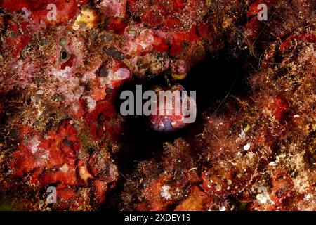 Un petit poisson, le goby à gueule rouge (Gobius cruentatus), se cache dans un paysage sous-marin rouge sur le fond marin. Site de plongée Cap de Creus Marine Protected Area Banque D'Images