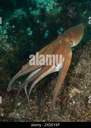Poulpe commun (Octopus vulgaris), poulpe, nageant au-dessus des rochers dans un monde sous-marin d'algues verdâtres et de végétation. Site de plongée réserve marine Banque D'Images