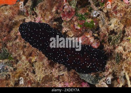 Un concombre de mer tacheté foncé, concombre de mer à pointe blanche (Holothuria polii), sur le fond marin dans le monde sous-marin. Site de plongée Cap de Creus Marine Banque D'Images