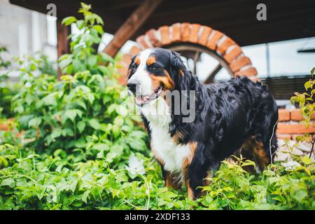 Bernois Banque D'Images