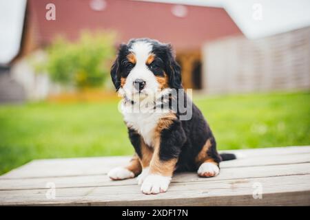 Chiot Banque D'Images