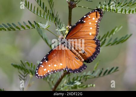 Reine papillon, Danaus gilippus dans le désert de Mojave Banque D'Images