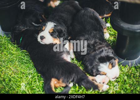 Chiots bernois de chien de montagne Banque D'Images