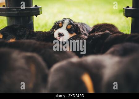 Chiots bernois de chien de montagne Banque D'Images