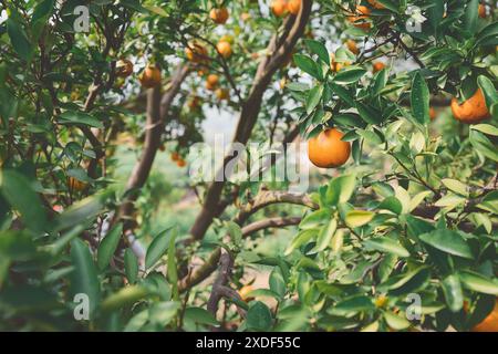 Oranges mandarines mûres et fraîches accrochées à la branche, verger d'orange.Bouquet d'oranges mûres accrochées à un arbre. Banque D'Images
