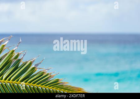 Gros plan d'une feuille de palmier sur une plage avec l'océan en arrière-plan Banque D'Images