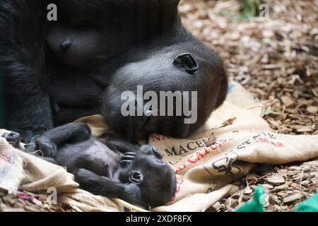 Une femme gorille des basses terres de l'Ouest regardant son bébé dormir Banque D'Images