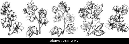 Le coton est biologique. Un ensemble de branches de coton, mûres, non mûres et florissantes. Noir et blanc, détaillé, graphique, illustration vectorielle. Isoler, main-dra Illustration de Vecteur