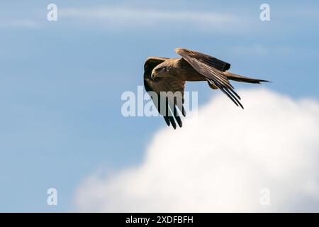 Vue latérale d'un cerf-volant noir volant dans le ciel Banque D'Images