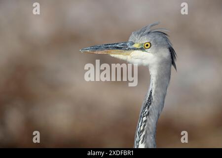 Portrait du jeune héron gris (Ardea cinerea) . Banque D'Images