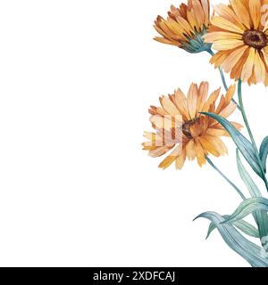 Carte Calendula avec boutons floraux isolés sur blanc. Illustration aquarelle dessinée à la main. Banque D'Images