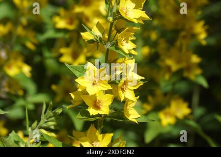 Floraison jaune loosestrife, fleur circulaire (Lysimachia punctata). Primevre de la famille (Primulaceae). Juin, été, jardin hollandais. Banque D'Images