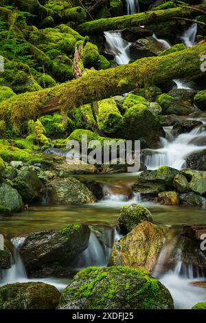 Petit ruisseau, rochers moussseux et bûches tombées le long du sentier Baker Lake, forêt nationale Mount Baker-Snoqualmie, comté de Skagit, Washington, États-Unis Banque D'Images