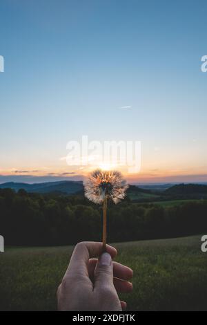 Morceau d'espoir sous la forme d'une graine de pissenlit séchée tenue dans la main d'un homme regardant vers l'avenir. Sunset Lifestyle. Banque D'Images