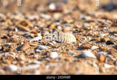 Coquille de cocarde sur une plage Banque D'Images