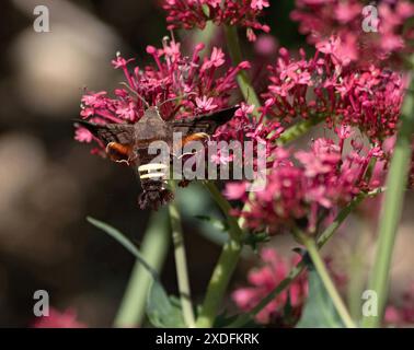 Un Nessus Sphinx Moth avec des ailes ouvertes, volant à travers un jardin de fleurs de Valériane. Banque D'Images