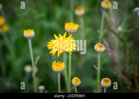 Camomille de Dyer, Marguerite dorée (Cota tinctoria, syn. : Anthemis tinctoria) Banque D'Images