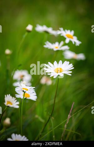 Marguerite, Marguerite (Leucanthemum vulgare) Banque D'Images