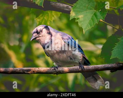 Gros plan d'un jay bleu perché sur une brindille sur un fond vert naturel flou Banque D'Images