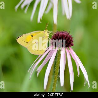 Papillon de soufre nuageux (Colias philodice) sur caillou violet (Echinacea purpurea) Banque D'Images