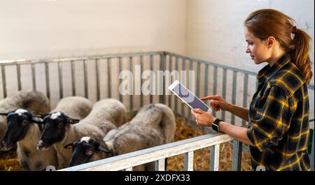 Une ouvrière agricole utilisant une tablette numérique dans une ferme ovine. Solutions numériques pour l'agriculture et l'élevage Banque D'Images