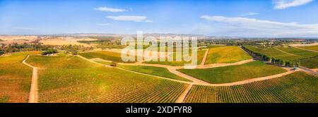 Domaine agricole cultivé vert champs de vignes dans la vallée de Barossa, Australie méridionale - panorama aérien. Banque D'Images