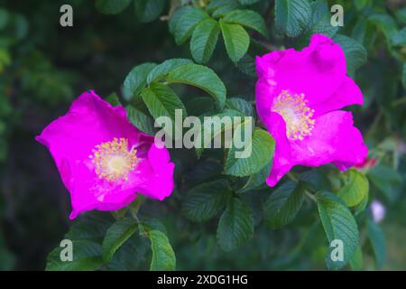 Fleur rose Rosa rugosa également connue sous le nom de rose japonaise, rose de plage fleurissant en été. Banque D'Images