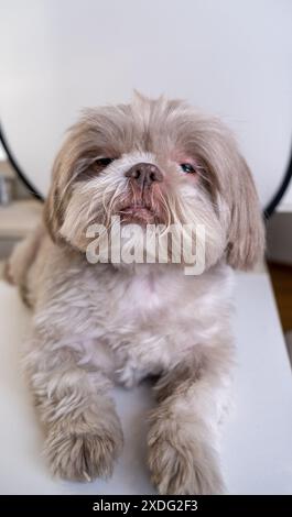 Shih Tzu tranquille réfléchissant sur les émotions. Gentle Shih Tzu montrant un soupçon de tristesse Banque D'Images