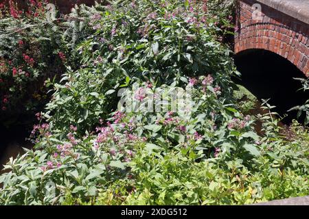 Espèce envahissante plantes de baumier de l'Himalaya en fleurs poussant dans un ruisseau à Kelham Island Sheffield England UK Impatiens glandulifera Banque D'Images