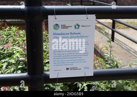 Panneau décrivant les espèces envahissantes plantes de baumier de l'Himalaya en fleurs poussant dans un ruisseau à Kelham Island Sheffield England UK Impatiens glandulifera Banque D'Images