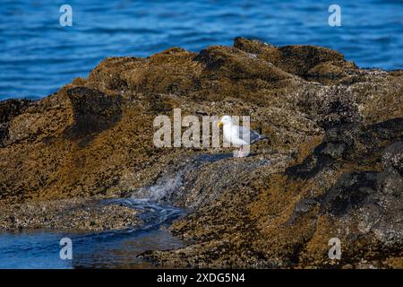 Goéland occidental (Larus occidentalis) marchant sur le rivage rocheux à la recherche de nourriture, horizontalement Banque D'Images