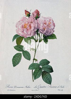 Cette illustration botanique, créée par Pierre Joseph Redout en 1824, représente une rose damassée en fleurs, Rosa damascena Italica. Les délicats pétales roses sont magnifiquement rendus, mettant en valeur la structure complexe des roses. L'artiste a capturé la beauté naturelle des roses avec des détails exquis, y compris les feuilles vertes et la tige. Cette illustration témoigne de l'art et de la précision scientifique de l'illustration botanique au début du XIXe siècle. Banque D'Images