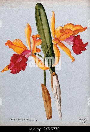 Une aquarelle de 1907 mettant en valeur l'hybride orchidée Laelia x Cattleya luminosa. L'œuvre présente un rendu détaillé des pétales complexes des fleurs, des teintes jaunes et oranges vibrantes et la coloration rouge contrastée du labellum. La peinture capture également la tige et les feuilles d'orchidées avec une précision méticuleuse. Banque D'Images