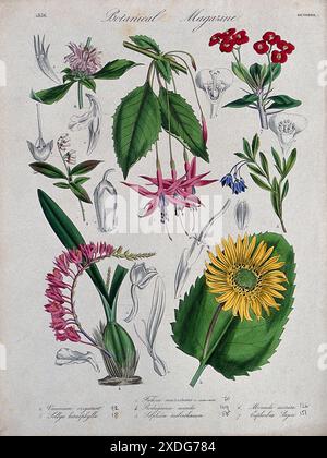 Cette gravure colorée du Botanical Magazine, vers 1836, présente sept plantes de jardin méticuleusement détaillées. L'illustration montre la beauté complexe de chaque plante, y compris une orchidée avec de délicates fleurs roses, un fuchsia vibrant avec des fleurs roses pendantes, et un tournesol avec une grande tête jaune vif. Banque D'Images