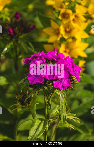 Gros plan sur les clous de girofle turque violets fleuris. Dianthus barbatus. Plantes de jardin. Banque D'Images