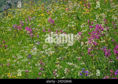 Viscaria vulgaris et une émeute de fleurs sauvages sur les pics de la piste des Balkans, parc national de Prokletije, montagnes maudites, Babino Polje, Monténégro Banque D'Images