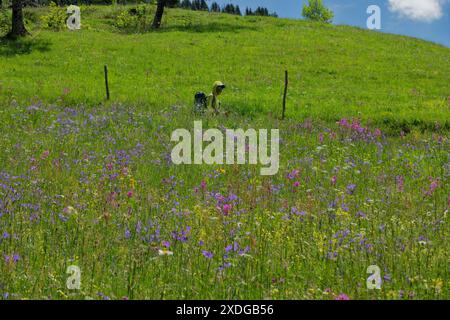 Viscaria vulgaris et une émeute de fleurs sauvages sur les pics de la piste des Balkans, parc national de Prokletije, montagnes maudites, Babino Polje, Monténégro Banque D'Images