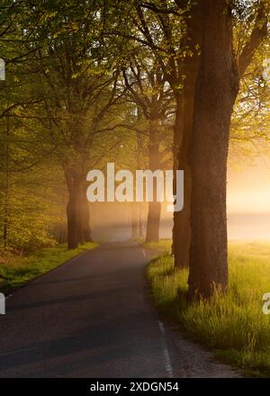 Aube dans la forêt. Brume de fée avec des rayons de soleil parmi les couronnes des arbres. Route Banque D'Images