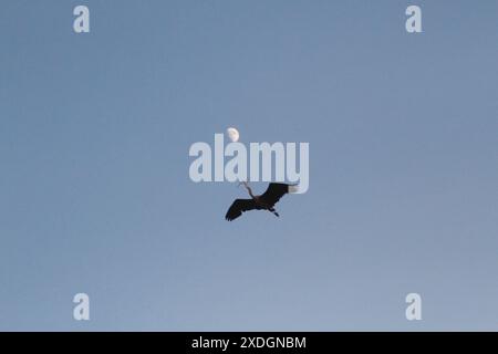 Un Grand Héron Bleu volant devant la lune dans un ciel clair avec des matériaux de nidification dans son bec. Prise au parc Beacon Hill à Victoria, Colombie-Britannique, CA Banque D'Images