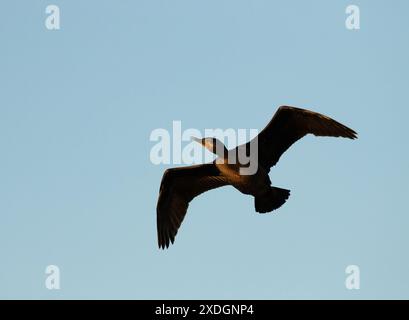 Un seul Cormoran à double crête en vol contre un ciel bleu à Victoria, Colombie-Britannique, Canada. Banque D'Images