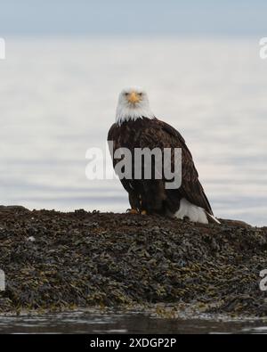 Un aigle à tête blanche adulte debout sur le rivage à côté de l'océan à Victoria, Colombie-Britannique, Canada. Banque D'Images