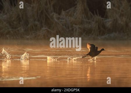 American Coot courant le long de la surface de l'eau au lever du soleil à Victoria, Colombie-Britannique, Canada. Banque D'Images