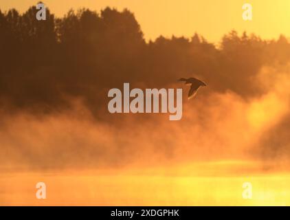 Un canard colvert en vol au lever du soleil au-dessus d'un lac brumeux à Victoria, Colombie-Britannique, Canada. Banque D'Images