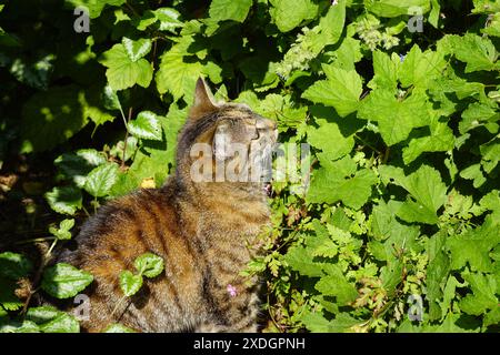 European Shorthair, chat domestique regarde les arbustes à baies avec des mauvaises herbes dans un jardin hollandais. Été, juin, pays-Bas Banque D'Images