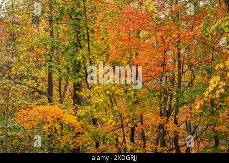 Feuillage d'automne coloré à Amicalola Falls State Park & Lodge à Dawsonville, Géorgie. (ÉTATS-UNIS) Banque D'Images