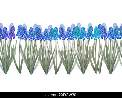 Un motif sans couture avec des rangées de fleurs de jacinthe de raisin bleu avec des tiges vertes sur un fond blanc. Objets isolés sur fond blanc pour la conception d'un livret, d'un flyer, d'un e-pack, d'une étiquette ou d'une publicité. Numérique Banque D'Images