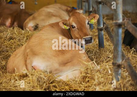 Vache Jersey enceinte dans une ferme moderne au Danemark Banque D'Images