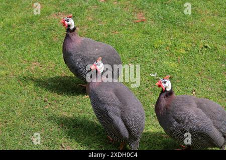 La photo a été prise dans le parc du palais de la ville d'Istanbul. Sur la photo des oiseaux marchant dans le parc - pintades. Banque D'Images