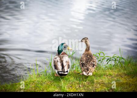 Canard colverts (Anas platyrhynchos platyrhynchos) Banque D'Images